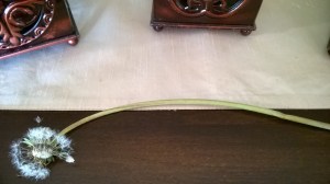 WP_20160427_13_05_54_Pro