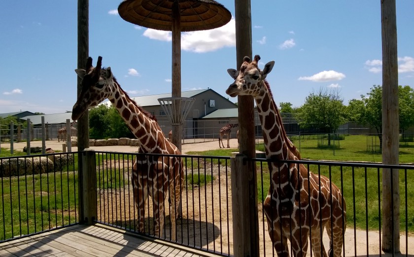 WP_20160530_12_57_35_Pro_LI (2)