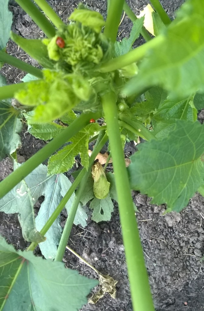 WP_20160720_08_00_18_Pro_LI (2)