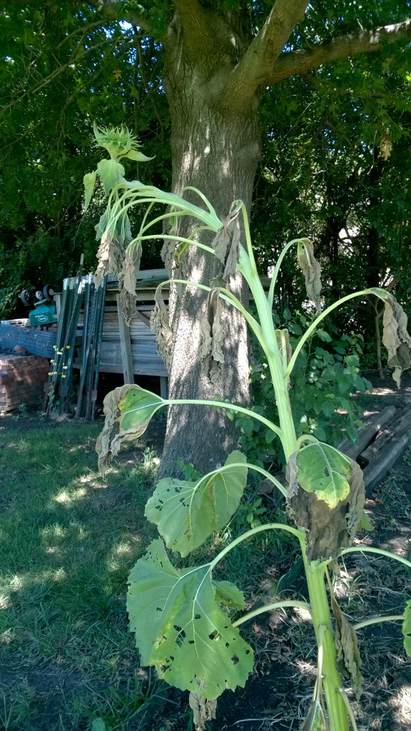 WP_20160821_14_46_19_Pro_LI