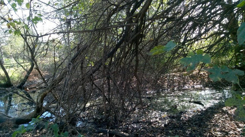 wp_20161104_13_45_55_pro