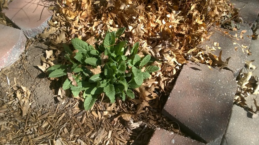 WP_20170307_10_36_13_Pro (2)