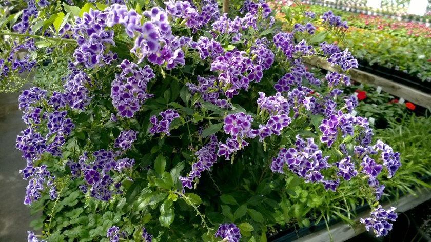 WP_20170408_11_11_11_Pro