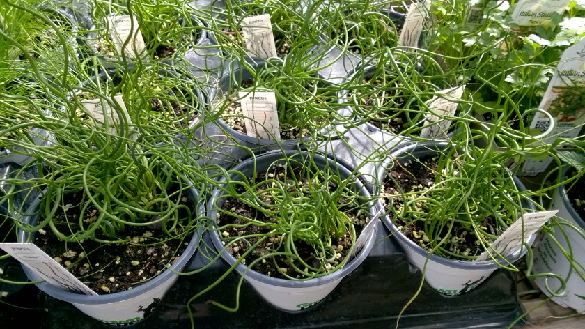 WP_20170408_11_16_05_Pro