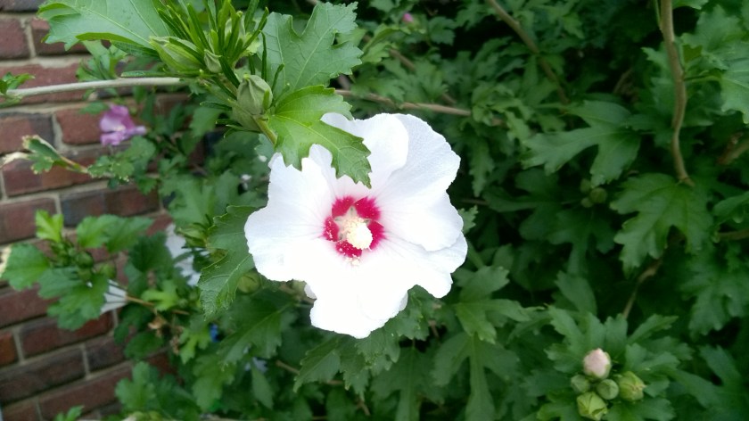 WP_20170727_10_43_32_Pro