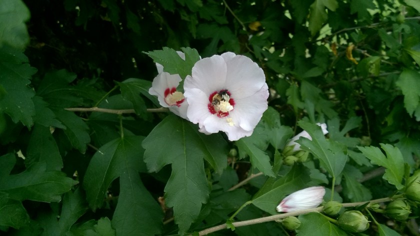 WP_20170727_10_47_15_Pro