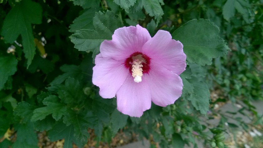 WP_20170727_10_49_04_Pro