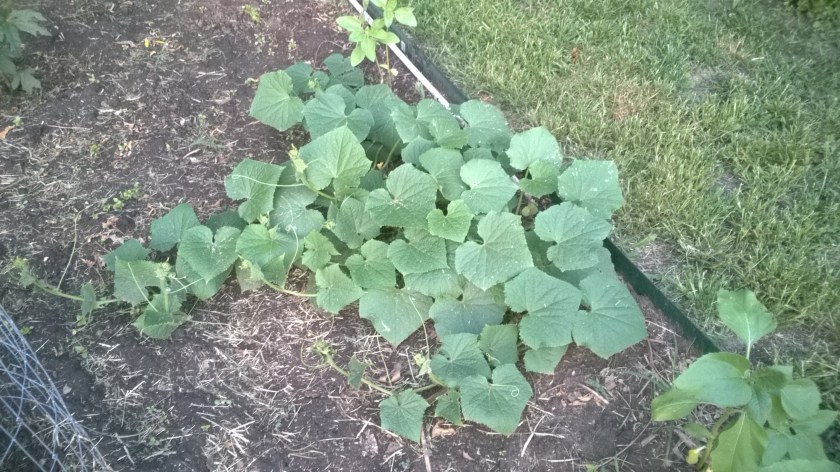 WP_20170709_20_44_48_Pro