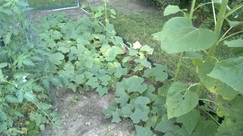 WP_20170819_08_31_20_Pro