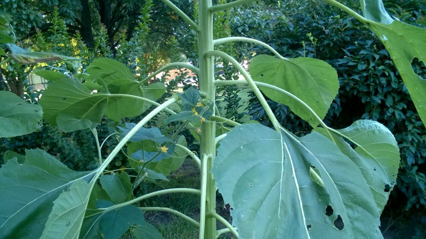 WP_20170822_08_20_19_Pro