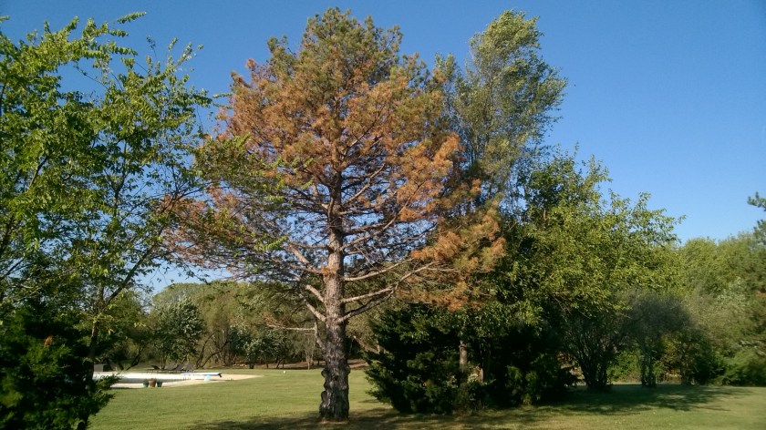 WP_20171002_09_53_36_Pro