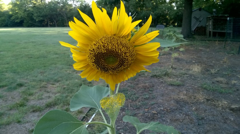 WP_20180725_08_04_13_Pro