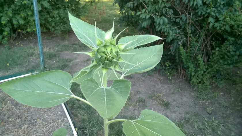 WP_20180725_08_04_30_Pro