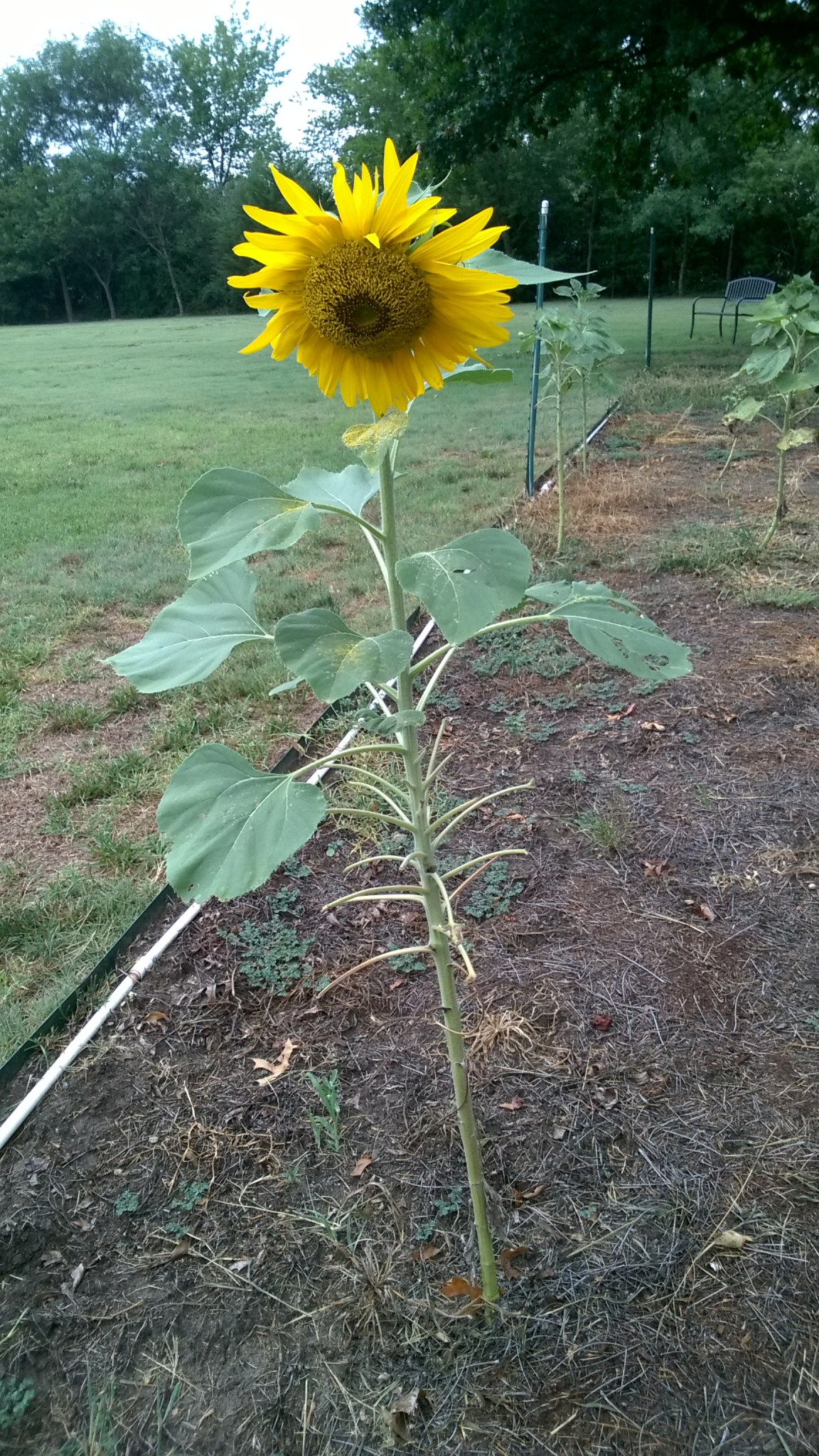 WP_20180726_08_24_57_Pro