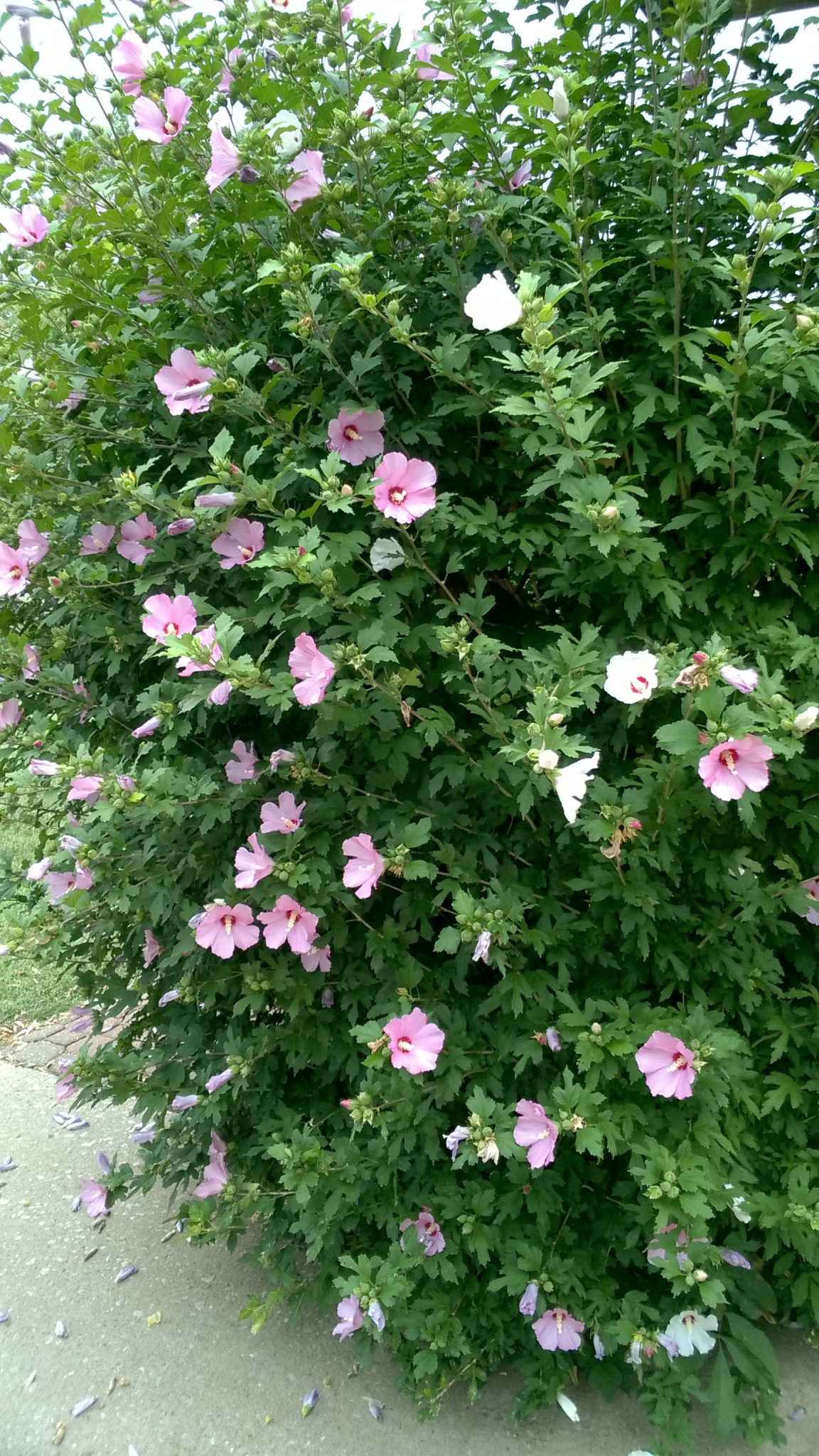 WP_20170727_10_51_01_Pro