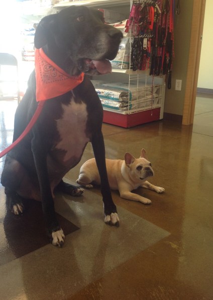 977903_472377092836800_756937793_o