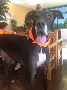 977988_472377846170058_1661375408_o (1)