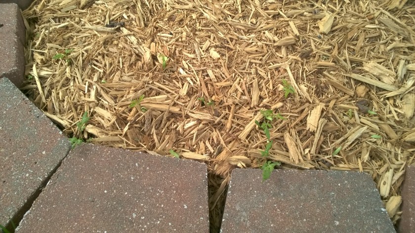 WP_20180508_09_33_13_Pro