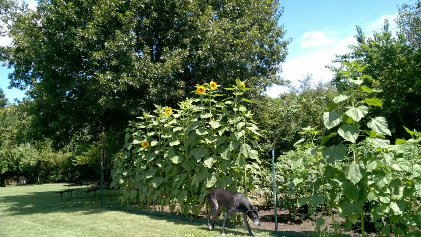 WP_20160826_13_25_18_Pro_LI